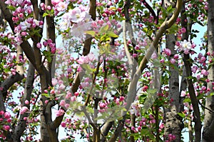 Cherry blossom detail captured in Summer Palace