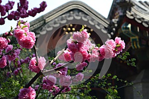 Cherry blossom detail with chinese historical building in background