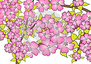 Cherry blossom drawing on white