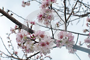 Cherry blossom encounter