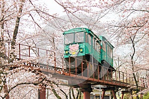 Cherry Blossom Festival at Funaoka Castle Ruin Park,Shibata,Miyagi,Tohoku,Japan on April12,2017:Slope car passing sakura tunnel