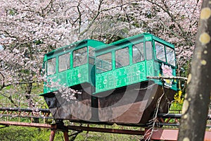 Cherry Blossom Festival at Funaoka Castle Ruin Park,Shibata,Miyagi,Tohoku,Japan on April12,2017:Slope car passing sakura tunnel