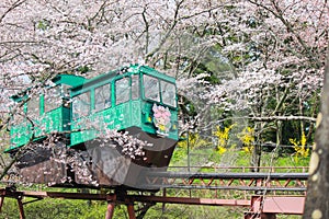 Cherry Blossom Festival at Funaoka Castle Ruin Park,Shibata,Miyagi,Tohoku,Japan on April12,2017:Slope car passing sakura tunnel