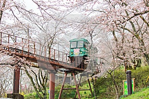 Cherry Blossom Festival at Funaoka Castle Ruin Park,Shibata,Miyagi,Tohoku,Japan on April12,2017:Slope car passing sakura tunnel