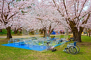 Cherry Blossom festival at Hirosaki park, Japan