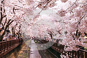 Cherry blossom festival in Jinhae
