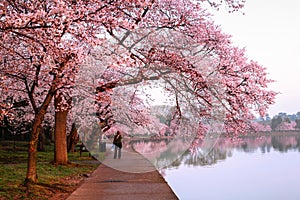 Cherry Blossom Festival Loop Washington DC