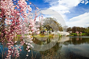 The Cherry Blossom Festival in New Jersey