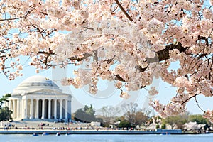 Cherry blossom festival at Thomas Jefferson Memorial in Washingt