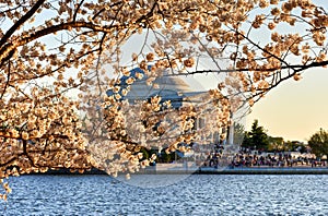 Cherry Blossom Festival - Washington, D.C.