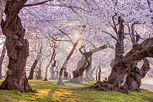 Cherry Blossom Festival in Washington, D.C. in USA