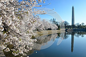 Cherry Blossom Festival. Washington DC