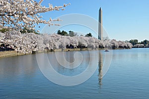 Cherry Blossom Festival. Washington DC