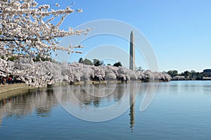 Cherry Blossom Festival. Washington DC