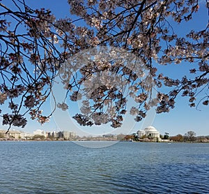 The Cherry blossom festival in Washington DC, USA