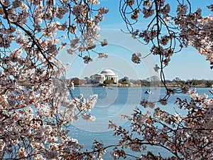 The Cherry blossom festival in Washington DC, USA