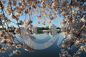 Cherry Blossom Festival. Washington, DC photo