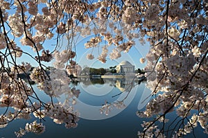 Cherry Blossom Festival. Washington, DC