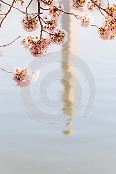 Cherry blossom festival with Washington memorial around the tidal basin