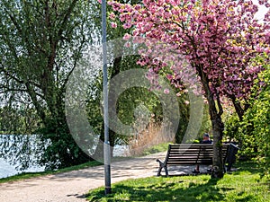 Cherry blossom festival in Werder on the Havel photo