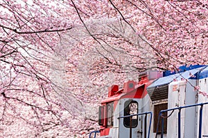 Cherry blossom festival at Yeojwacheon Stream, Jinhae Gunhangje festival, Jinhae, South Korea, Cherry blossom with train in South
