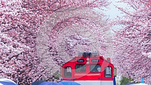 Cherry blossom festival at Yeojwacheon Stream, Jinhae Gunhangje festival, Jinhae, South Korea, Cherry blossom with train in South