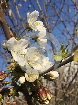 Cherry blossom photo