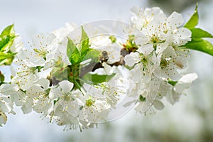 Cherry Blossom Fliing Bee