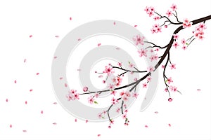 Cherry blossom flower blooming vector. Pink sakura flower background. Watercolor cherry blossom vector. Cherry blossom branch with