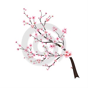 Cherry blossom flower blooming vector. Watercolor cherry blossom vector. Sakura on white background. Pink sakura flower background