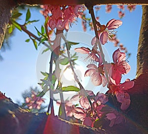 Cherry blossom flower diffracting the sunlight