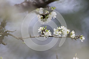 Cherry blossom flower in foggy blurry background for relaxing serenity