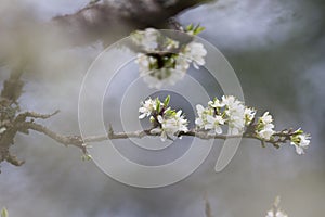 Cherry blossom flower in foggy blurry background for relaxing serenity photo