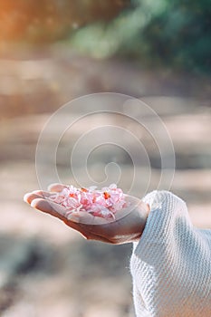 Cherry blossom flower on hand, Pink Cherry Blossoms in the Hands ,Pink flower in a girl`s palm