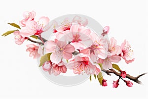 cherry blossom flower isolated on white background with clipping path.