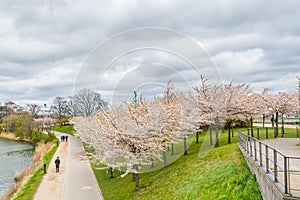 Cherry blossom flower in the park, near the citadel in Copenhagen, normally referred to as Kastellet,  a well-preserved, star-