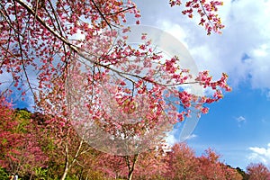 Cherry blossom flower or Sakura full bloom in fores