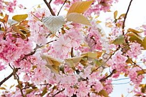 Cherry blossom flower and sky clouds for natural background.