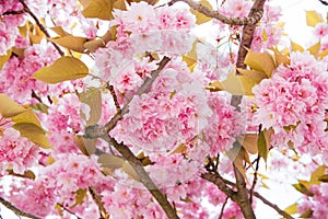 Cherry blossom flower and sky clouds for natural background.