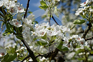 Cherry blossom flower and sky clouds for natural background.