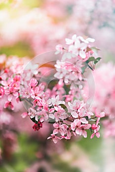 Cherry blossom flower in spring for background, close up