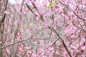 Cereza flor flor a un árbol 