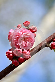Cherry Blossom flowering in spring