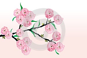 Cherry blossom flowers branch tree icon vector