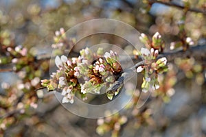 Cherry Blossom flowers bulbs