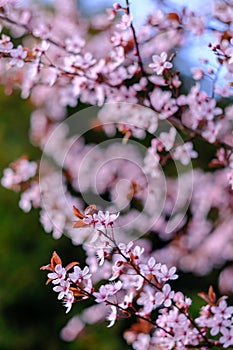Cherry blossom flowers closeup during spring season, beautiful branches of pink cherry blossoms on the tree under blue sky, floral