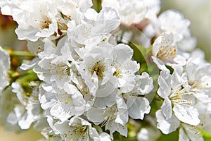 Cherry blossom flowers in Jerte Valley, Caceres. Spring Spain photo