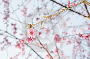 Cherry blossom, flowers of sakura, Japanese cherry tree