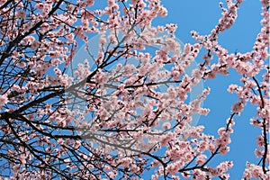 Cherry blossom flowers spring