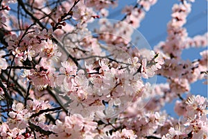 Cherry blossom flowers spring